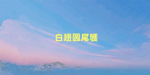 白翅圆尾鹱