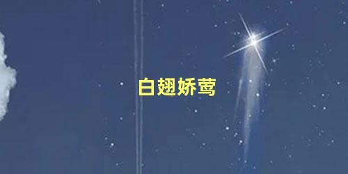 白翅娇莺