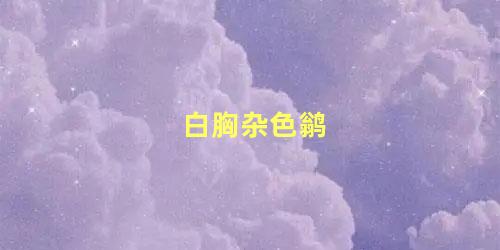 白胸杂色鹟