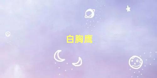 白胸鹰