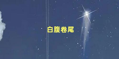 白腹卷尾