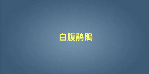 白腹鹃鵙