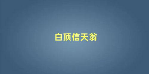 白顶信天翁