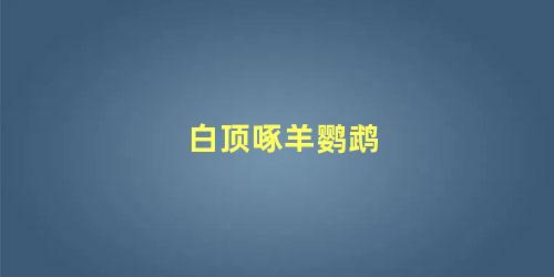 白顶啄羊鹦鹉