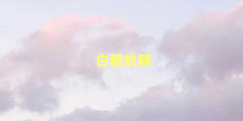 白额蚁䳭
