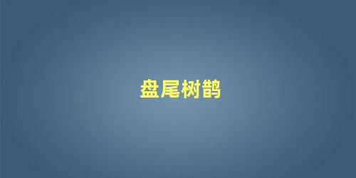 盘尾树鹊