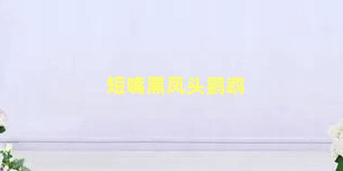 短嘴黑凤头鹦鹉