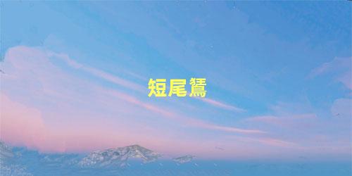 短尾鵟