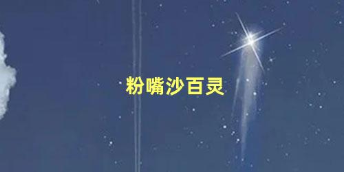 粉嘴沙百灵