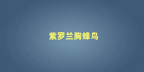 紫罗兰胸蜂鸟