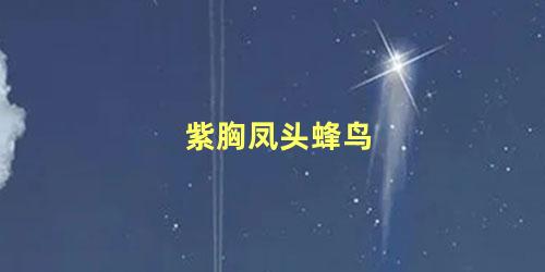 紫胸凤头蜂鸟