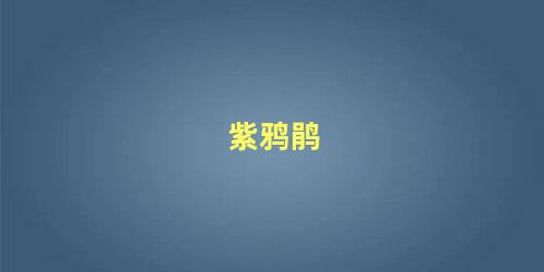 紫鸦鹃