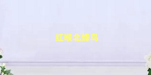 红喉北蜂鸟