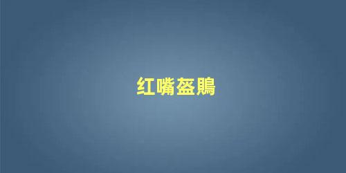 红嘴盔鵙