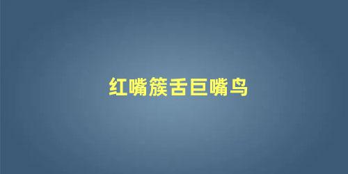 红嘴簇舌巨嘴鸟