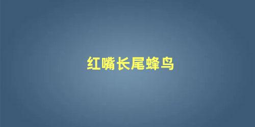 红嘴长尾蜂鸟