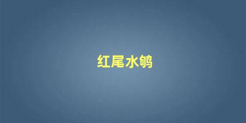 红尾水鸲