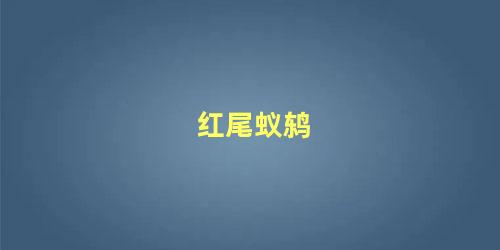 红尾蚁鸫