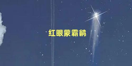 红眼蒙霸鹟