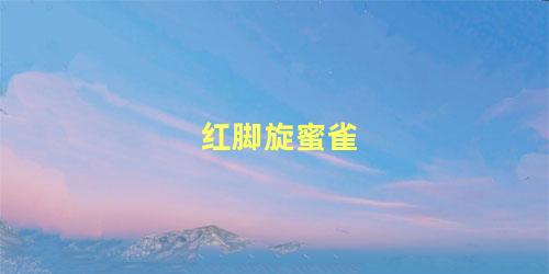 红脚旋蜜雀