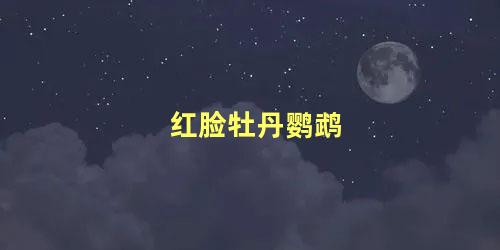 红脸牡丹鹦鹉