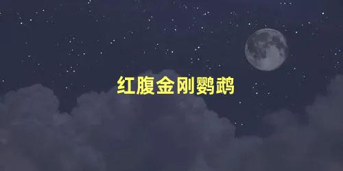 红腹金刚鹦鹉