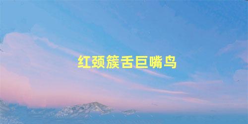 红颈簇舌巨嘴鸟