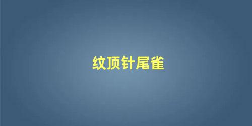 纹顶针尾雀