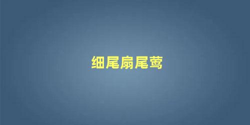 细尾扇尾莺