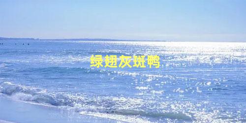 绿翅灰斑鸭