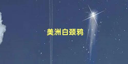 美洲白颈鸦