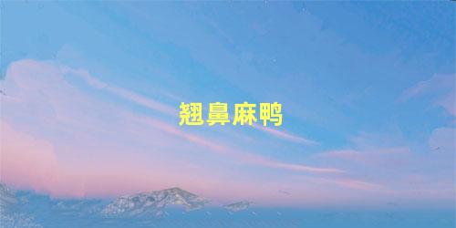 翘鼻麻鸭