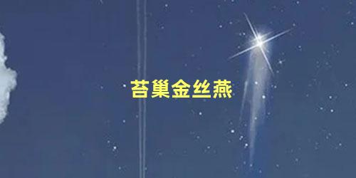 苔巢金丝燕
