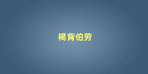 褐背伯劳