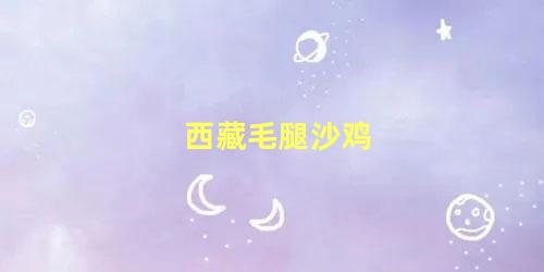 西藏毛腿沙鸡