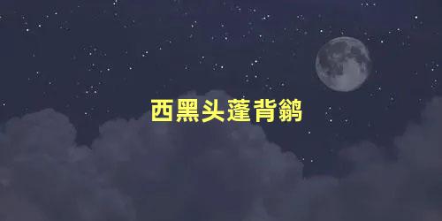 西黑头蓬背鹟