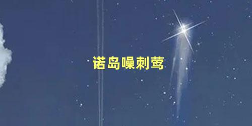诺岛噪刺莺
