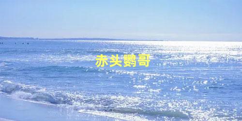 赤头鹦哥