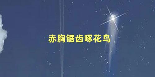 赤胸锯齿啄花鸟