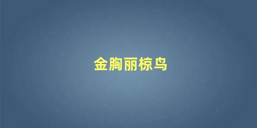 金胸丽椋鸟