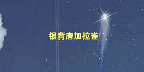 银背唐加拉雀