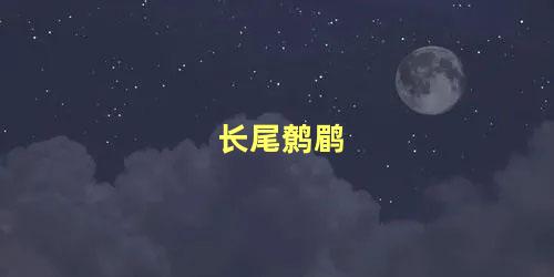 长尾鹩鹛