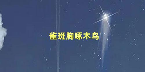 雀斑胸啄木鸟