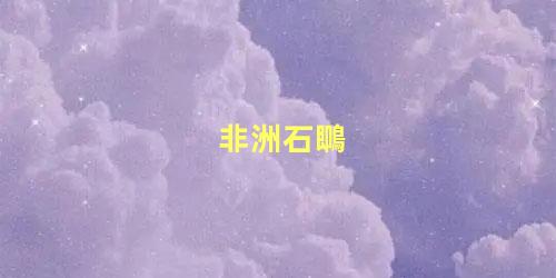 非洲石䳭