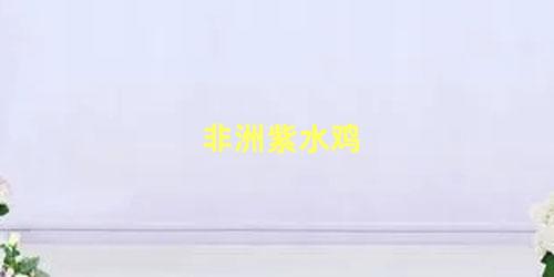 非洲紫水鸡