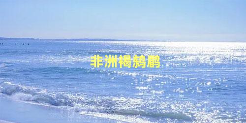 非洲褐鸫鹛