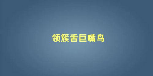 领簇舌巨嘴鸟