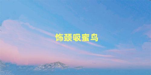 饰颈吸蜜鸟