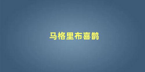 马格里布喜鹊