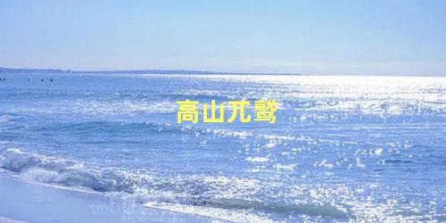 高山兀鹫
